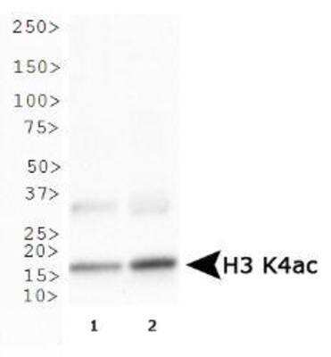 Western Blot: Histone H3 [ac Lys4] AntibodyBSA Free [NB21-1024]